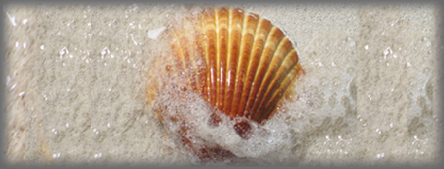 Behavioural Training Banner